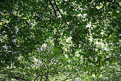 《潜水员戴夫》发布新生活质量更新 优化玩家游戏体验